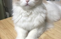 고양이 분양합니다