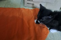 비오는날 길에 혼자 떨어져 떨고 잇던 아기고양이를 무료 분양합니다.