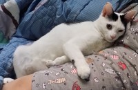인천에서 고양이 분양합니다