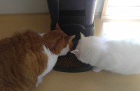 코숏 남아와 터키쉬 앙고라 여아예요