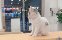 애기고양이 무료분양 합니다.