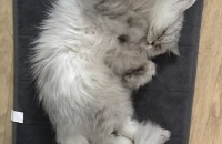 페르시안 친칠라 고양이 무료분양합니다.