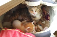 고양이 무료분양해요. (분양완료)