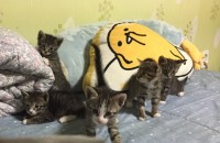 인천 서구 고양이 무료분양(코숏) 1월3일생 2개월