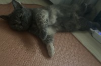 귀여운 먼치킨 잘키워주실분