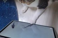 브리티쉬 숏헤어(여아) 21년 11월생 아껴주실 가족 찾아요