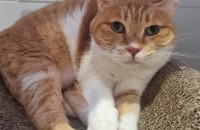 조용한 성격을 가지고 았는 코숏