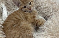 귀여운 새끼 고양이 주황이