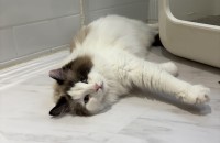 귀여운 애교쟁이  맹설