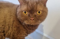 ✨사랑스러운 셀커크 렉스 왕자님, 평생 가족을 찾아요!✨ 제티