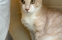 귀여운  쿠리안 숏해어 라비의 새로운 주인을 찾아요