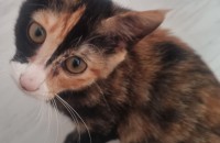 귀염둥이! 활발한 카오스 공주님 평생 가족 찾아요! 쿠키