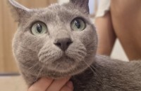 애교가 많음 러시안블루 모리 새로운 보호자 찾아요