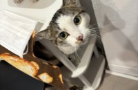 개냥이 성격을 가지고 있는 고양이