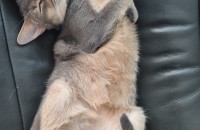 사람을 무적 좋아하는 성격을 가지고 있는ㄴ 개냥이 좋은 보호자 찾아요!!!