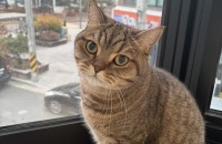 사람을 좋아하는 개냥이 입양 구하고 있습니다