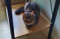 노르웨이숲 5개월령 여아