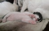 새끼고양이 4마리 성인묘 2마리