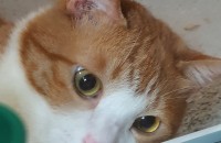 5년된 코쇼입니다.