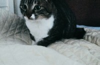 고양이 두마리 무료분양해요