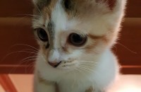 우리 아기고양이 잘 키워주세요!