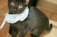 올블랙 3개월 냥이 책임분양