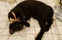 책임분양 검은고양이