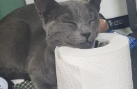 러시안블루 5개월 남아 분양합니다.