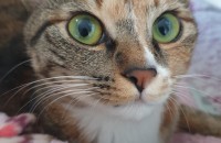 코숏 1살 여아 무료분양합니다