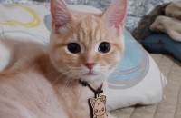 귀여운 부르티싀 숏헤어 분양합니다