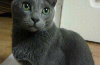 러시안블루 성묘 무료 분양합니다.