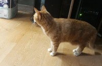 가정 재정문제로 더이상 못키우게된 7살 코숏 무료분양 합니다.. 빠르게