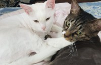 코리안숏헤어, 샴&터앙 믹스 두마리 분양합니다.