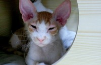 아기고양이 두마리 분양합니다