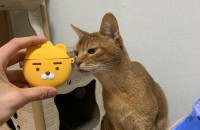 안산 아비시니안 무료 분양