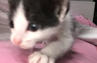 새끼 고양이 무료분양 합니당