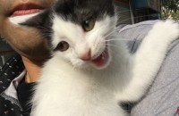 3개월된 아기고양이 분양합니다