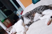 생후 1년된 개냥이 코숏 남아 분양합니다 중성화  / 접종 완료