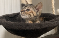 부산/ 새끼 길냥이 책임분양합니다