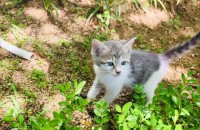 새끼 고양이 분양해요~~(서울)