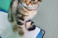 아메리칸숏헤어 3개월 남아 무료 분양해요