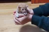 고양이 책임분양