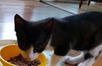 코숏 아기고양이 (숫, 2개월 반 정도) 분양합니다.