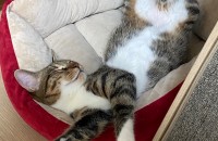 코숏 1년 된 남매 무료분양합니다!!