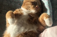 뚱냥이 분양 보냅니당