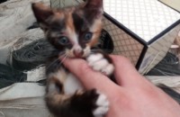 강서구 코쇼 1개월된 소양이무료분양