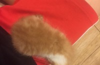 3주된 새끼고양이 남아(건강검진완료) 분양합니다