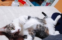 서울거주 1년된 개냥이 코숏 중성화/접종 O 무료분양합니다