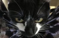 코숏 2살 암컷 분양합니다(포항)