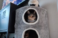 고양이 무료분양합니다. 코숏 두마리 아비시니안믹스 한마리